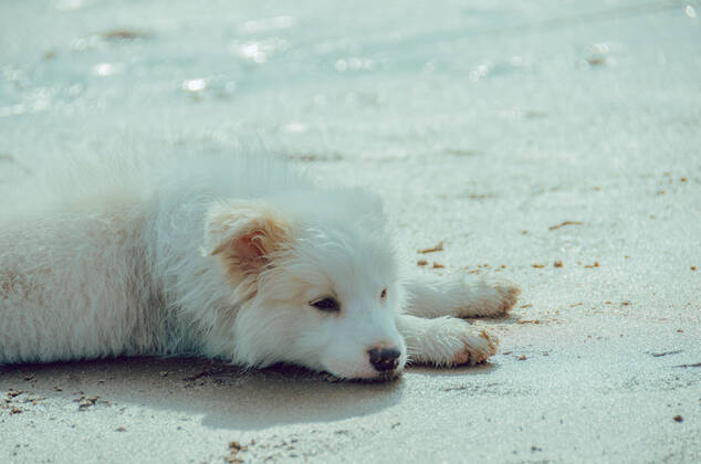 Dog 544168018546130982