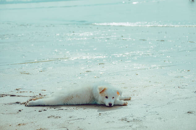 Dog 544168018549014552