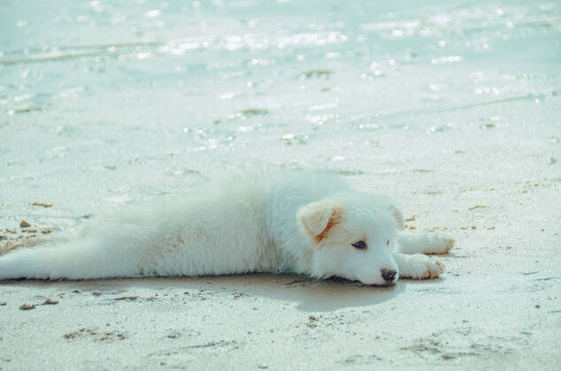 Dog 544168018549014565