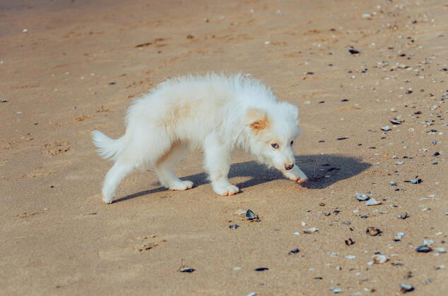 Dog 544168018549145623