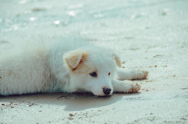 Dog 544168018549145637