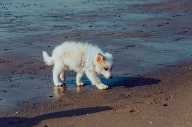 Dog 544168018549669909
