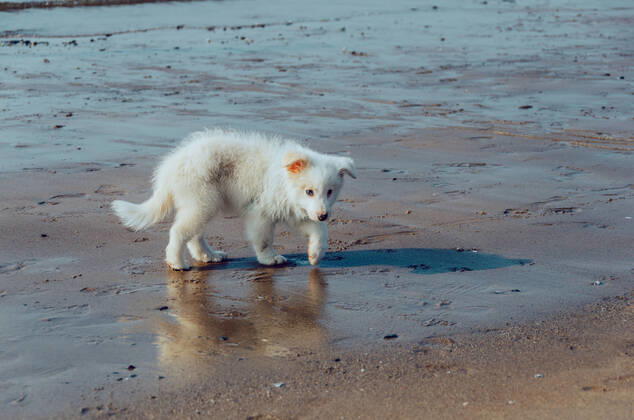 Dog 544168018549669933