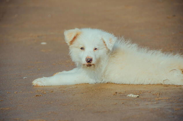 Dog 544168027135016973