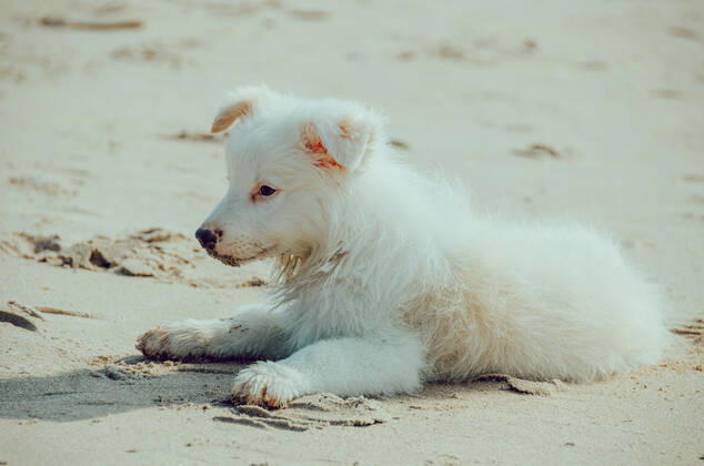 Dog 544168027137507328