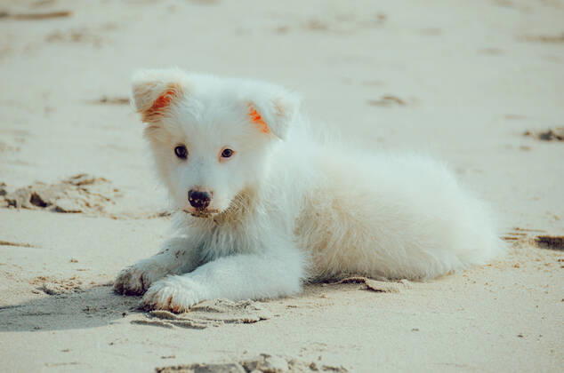 Dog 544168027137507348