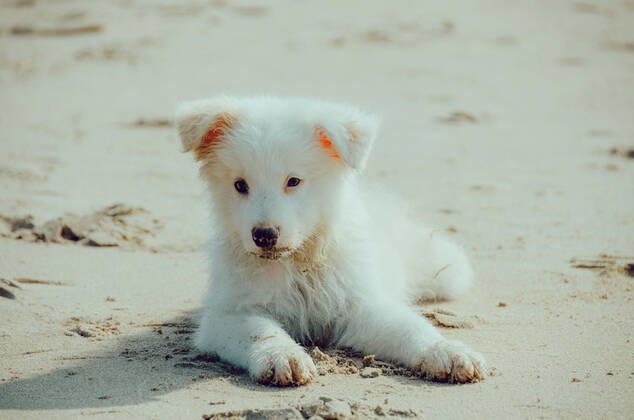 Dog 544168027138949129