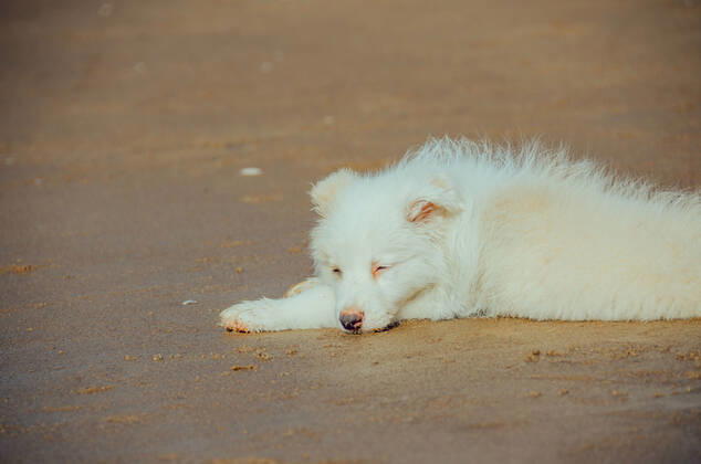 Dog 544168027139080194