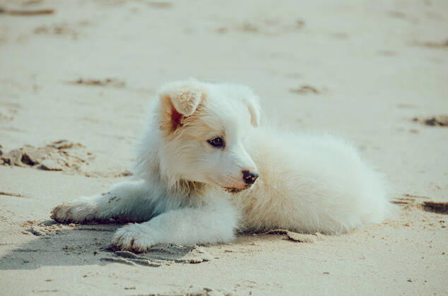 Dog 544168027139080209
