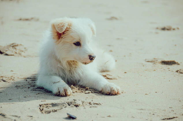 Dog  544168027139080235