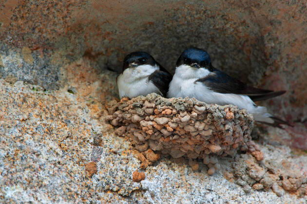 Mehlschwalbe, Mehl-Schwalbe (Delichon urbica, Delichon urbicum), Paar im Nest, Belgien common house martin (Delichon urbica, Delichon urbicum), pair in nest, Belgium BLWS625430