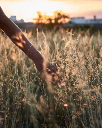 IMAGO Creative: Sommer, Abendspaziergang IMAGO Creative, Ostern, Bräuche, Osterspaziergang Close-up where a woman s hand caresses some grass at sunset Villena, Valencian Community, Spain CR_CRBL200811-464304-01 ,model released, Symbolfoto