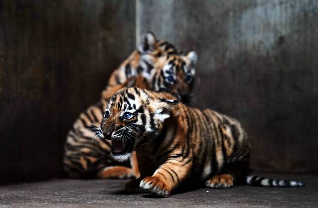 Bilder des Jahres 2020, Entertainment 08 August Entertainment Themen der Woche KW35 Entertainment Bilder des Tages (200828) -- SHANGHAI, Aug. 28, 2020 -- South China Tiger cubs are seen at Shanghai Zoo in east China s Shanghai, Aug. 28, 2020. The zoo has launched a naming campaign among the public to name the four female tiger cubs which were born on July 4, 2020. ) CHINA-SHANGHAI-ZOO-TIGER CUBS (CN) ZhangxJiansong 