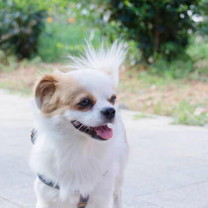 Dog 714247512289968129