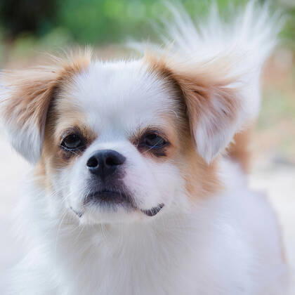 Dog 714247512291016717