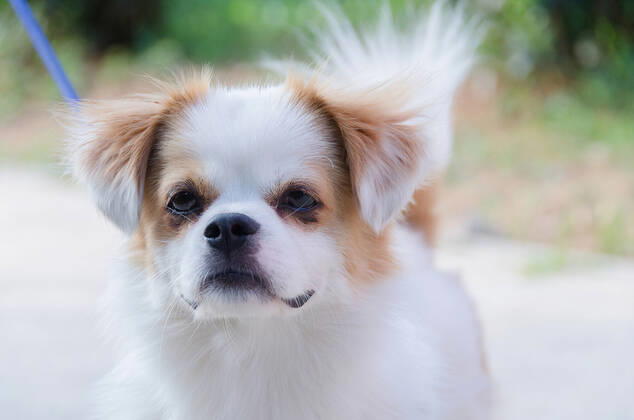 Dog 714247512293244932
