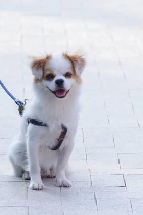 Dog 714247520879771655