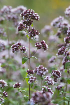Gemeiner Dost, Scharfer Oreganum, Wilder Majoran, Oregano, Echter Dost, Wilder Dost (Origanum vulgare), bluehend wild origanum, wild marjoram (Origanum vulgare), blooming BLWS629292