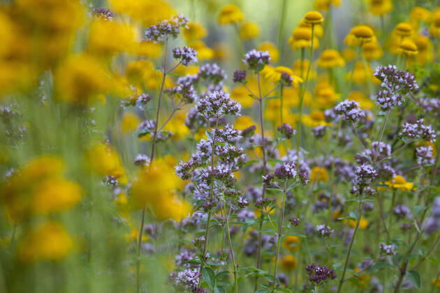 Gemeiner Dost, Scharfer Oreganum, Wilder Majoran, Oregano, Echter Dost, Wilder Dost (Origanum vulgare), bluehend wild origanum, wild marjoram (Origanum vulgare), blooming BLWS629290