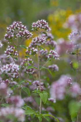 Gemeiner Dost, Scharfer Oreganum, Wilder Majoran, Oregano, Echter Dost, Wilder Dost (Origanum vulgare), bluehend wild origanum, wild marjoram (Origanum vulgare), blooming BLWS629295
