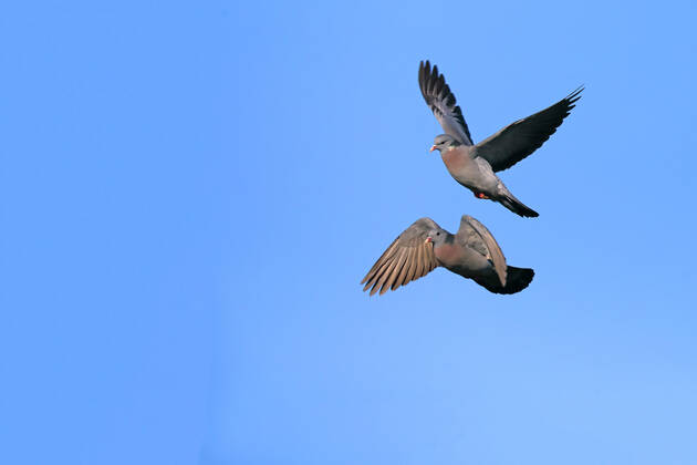 Hohltaube, Hohl-Taube (Columba oenas), Aggressionsflug von zwei Maennchen, Niederlande, Friesland stock pigeon (Columba oenas), aggressive flight of two males, Netherlands, Frisia BLWS632350