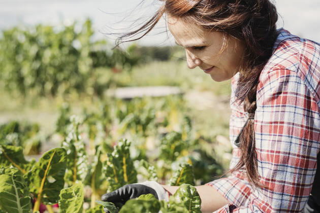 Smiling female gardener working on plants at farm , model released Copyright: xMaskotx , MA49254