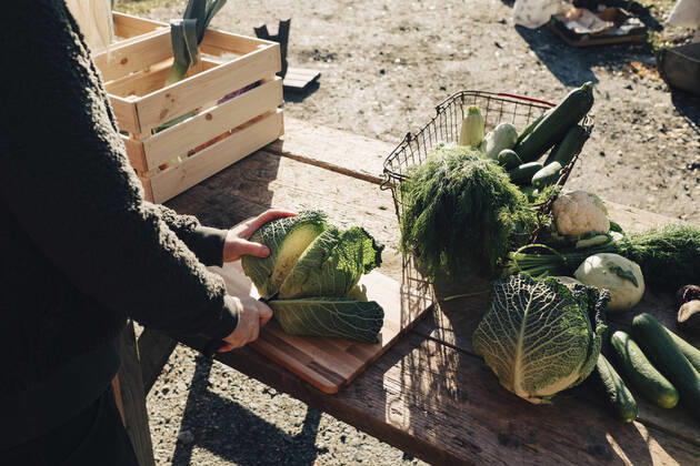 IMAGO Creative: Landleben - Essen Midsection of mature female farmer cutting cabbage at table , model released, property released Copyright: xMaskotx , MA60666