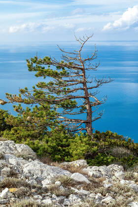 PXL_Osorscica mountain Photo taken on Jan. 12, 2021 show Osorscica mountain , Losinj Island, Croatia. Osorscica mountain spreads along the northern part of the island of Losinj from Cunski to Osor, and it is about 20 kilometres long. It is the first mountain on the islands of Adriatic to have attracted visitors, heir to the Austro-Hungarian throne Rudolf Habsburg was surely one of the first, having climbed Osorscica in 1887. Osorscica is well-known for many caves and the most famous are St. Gaudentius cave, located below the peak Televrina on the eastern side, and Vela Jama on the western side of Televrina. It is about 40 metres deep and remains of people were found here from about 10.000 years ago. SreckoxNiketic PIXSELL