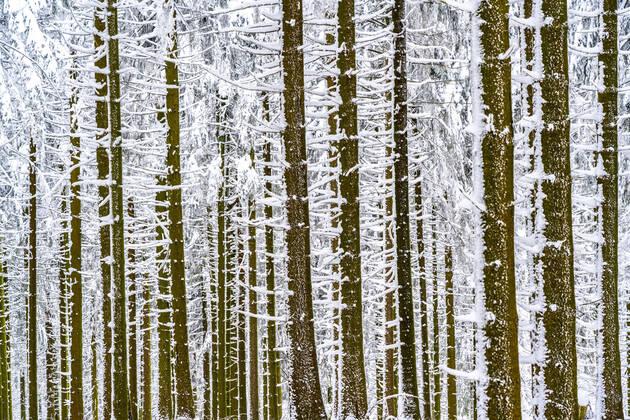 Verschneite Fichten Bäume, Winter im Sauerland, Hochsauerlandkreis, am Kahler Asten, bei Winterberg, wenige Touristen, Besucher, während des Lockdowns im Januar 2021, NRW, Deutschland Winter Sauerland