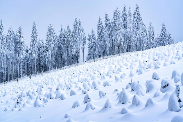 Tannenbaum Schonung, Winter im Sauerland, Hochsauerlandkreis, am Kahler Asten, bei Winterberg, wenige Touristen, Besucher, während des Lockdowns im Januar 2021, NRW, Deutschland Winter Sauerland