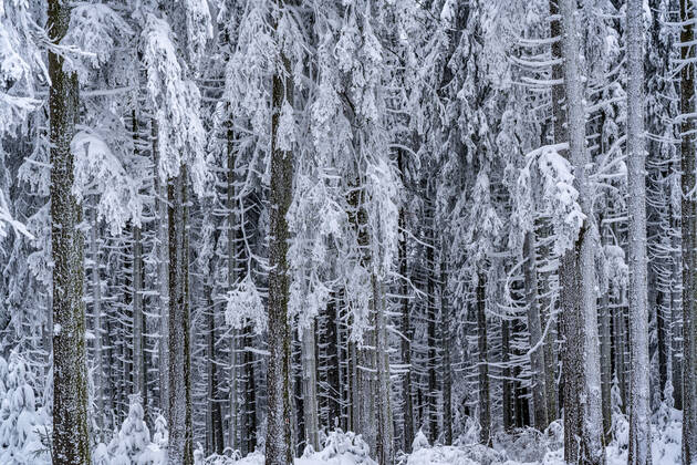 Verschneite Fichten Bäume, Winter im Sauerland, Hochsauerlandkreis, am Kahler Asten, bei Winterberg, wenige Touristen, Besucher, während des Lockdowns im Januar 2021, NRW, Deutschland Winter Sauerland