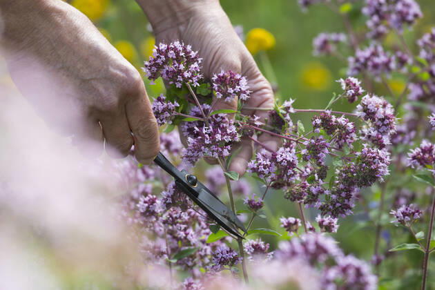 Gemeiner Dost, Scharfer Oreganum, Wilder Majoran, Oregano, Echter Dost, Wilder Dost (Origanum vulgare), Ernte von Wildem Dost, Deutschland wild origanum, wild marjoram (Origanum vulgare), harvesting of wild marjoram, Germany BLWS637550