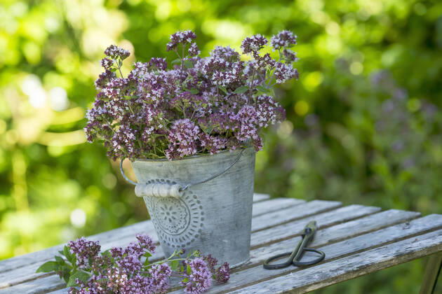 Gemeiner Dost, Scharfer Oreganum, Wilder Majoran, Oregano, Echter Dost, Wilder Dost (Origanum vulgare), geernteter Wilder Dost in einem Eimer, Deutschland wild origanum, wild marjoram (Origanum vulgare), harvesting of wild marjoram, Germany BLWS637556