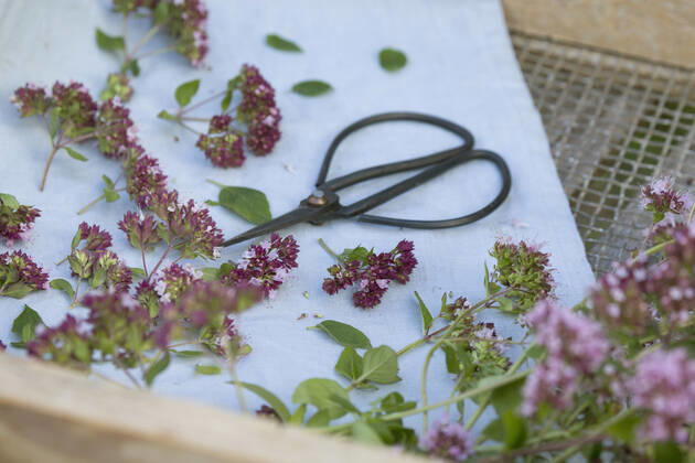 Gemeiner Dost, Scharfer Oreganum, Wilder Majoran, Oregano, Echter Dost, Wilder Dost (Origanum vulgare), geernteter Wilder Dost wird zerkleinert und getrocknet, Deutschland wild origanum, wild marjoram (Origanum vulgare), harvesting wild marjoram is cut an dried, Germany BLWS637557