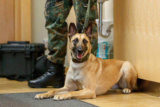 DEUTSCHLAND, NIEDERSACHSEN, HANNOVER, 03.02.2021 - Vorführung von Corona-Spürhunden zum Besuch des Niedersächsischen Ministerpräsidenten - Stiftung Tierärztliche Hochschule Hannover - Ein Belgischer Schäferhund, welcher als Corona-Spürhund dienen soll und ursprünglich ein Minenspürhund ist, und ein Soldat der Bundeswehr warten auf die Vorführung. Der Besuch im Klinikum am Bünteweg der Stiftung Tierärztliche Hochschule, diente dem Niedersächsischen Ministerpräsidenten sich über die Möglichkeiten zum Einsatz von Spürhunden zu informieren, welche in der Corona-Pandemie infizierte Personen erkennen sollen. Dieses Forschungsprojekt geschieht unter Beteiligung der Bundeswehr.