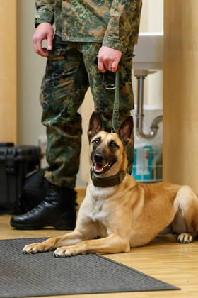 DEUTSCHLAND, NIEDERSACHSEN, HANNOVER, 03.02.2021 - Vorführung von Corona-Spürhunden zum Besuch des Niedersächsischen Ministerpräsidenten - Stiftung Tierärztliche Hochschule Hannover - Ein Belgischer Schäferhund, welcher als Corona-Spürhund dienen soll und ursprünglich ein Minenspürhund ist, und ein Soldat der Bundeswehr warten auf die Vorführung. Der Besuch im Klinikum am Bünteweg der Stiftung Tierärztliche Hochschule, diente dem Niedersächsischen Ministerpräsidenten sich über die Möglichkeiten zum Einsatz von Spürhunden zu informieren, welche in der Corona-Pandemie infizierte Personen erkennen sollen. Dieses Forschungsprojekt geschieht unter Beteiligung der Bundeswehr.