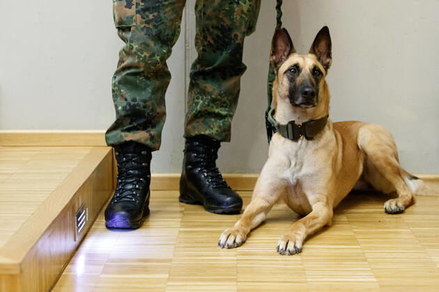 DEUTSCHLAND, NIEDERSACHSEN, HANNOVER, 03.02.2021 - Vorführung von Corona-Spürhunden zum Besuch des Niedersächsischen Ministerpräsidenten - Stiftung Tierärztliche Hochschule Hannover - Ein Belgischer Schäferhund, welcher als Corona-Spürhund dienen soll und ursprünglich ein Minenspürhund ist, und ein Soldat der Bundeswehr warten auf die Vorführung. Der Besuch im Klinikum am Bünteweg der Stiftung Tierärztliche Hochschule, diente dem Niedersächsischen Ministerpräsidenten sich über die Möglichkeiten zum Einsatz von Spürhunden zu informieren, welche in der Corona-Pandemie infizierte Personen erkennen sollen. Dieses Forschungsprojekt geschieht unter Beteiligung der Bundeswehr.