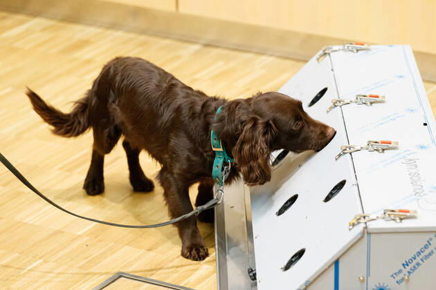 DEUTSCHLAND, NIEDERSACHSEN, HANNOVER, 03.02.2021 - Vorführung von Corona-Spürhunden zum Besuch des Niedersächsischen Ministerpräsidenten - Stiftung Tierärztliche Hochschule Hannover - Ein Cocker Spaniel, welcher als Corona-Spürhund dienen soll, erschnüffelt an einer Test-Station die Corona-Proben. Der Besuch im Klinikum am Bünteweg der Stiftung Tierärztliche Hochschule, diente dem Niedersächsischen Ministerpräsidenten sich über die Möglichkeiten zum Einsatz von Spürhunden zu informieren, welche in der Corona-Pandemie infizierte Personen erkennen sollen. Dieses Forschungsprojekt geschieht unter Beteiligung der Bundeswehr.
