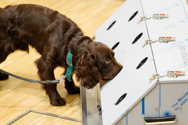 DEUTSCHLAND, NIEDERSACHSEN, HANNOVER, 03.02.2021 - Vorführung von Corona-Spürhunden zum Besuch des Niedersächsischen Ministerpräsidenten - Stiftung Tierärztliche Hochschule Hannover - Ein Cocker Spaniel, welcher als Corona-Spürhund dienen soll, erschnüffelt an einer Test-Station die Corona-Proben. Der Besuch im Klinikum am Bünteweg der Stiftung Tierärztliche Hochschule, diente dem Niedersächsischen Ministerpräsidenten sich über die Möglichkeiten zum Einsatz von Spürhunden zu informieren, welche in der Corona-Pandemie infizierte Personen erkennen sollen. Dieses Forschungsprojekt geschieht unter Beteiligung der Bundeswehr.