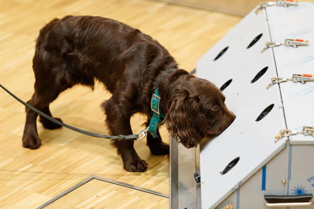 DEUTSCHLAND, NIEDERSACHSEN, HANNOVER, 03.02.2021 - Vorführung von Corona-Spürhunden zum Besuch des Niedersächsischen Ministerpräsidenten - Stiftung Tierärztliche Hochschule Hannover - Ein Cocker Spaniel, welcher als Corona-Spürhund dienen soll, erschnüffelt an einer Test-Station die Corona-Proben. Der Besuch im Klinikum am Bünteweg der Stiftung Tierärztliche Hochschule, diente dem Niedersächsischen Ministerpräsidenten sich über die Möglichkeiten zum Einsatz von Spürhunden zu informieren, welche in der Corona-Pandemie infizierte Personen erkennen sollen. Dieses Forschungsprojekt geschieht unter Beteiligung der Bundeswehr.