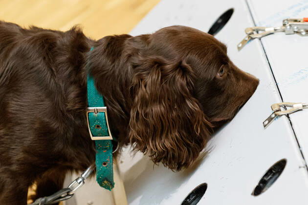 DEUTSCHLAND, NIEDERSACHSEN, HANNOVER, 03.02.2021 - Vorführung von Corona-Spürhunden zum Besuch des Niedersächsischen Ministerpräsidenten - Stiftung Tierärztliche Hochschule Hannover - Ein Cocker Spaniel, welcher als Corona-Spürhund dienen soll, erschnüffelt an einer Test-Station die Corona-Proben. Der Besuch im Klinikum am Bünteweg der Stiftung Tierärztliche Hochschule, diente dem Niedersächsischen Ministerpräsidenten sich über die Möglichkeiten zum Einsatz von Spürhunden zu informieren, welche in der Corona-Pandemie infizierte Personen erkennen sollen. Dieses Forschungsprojekt geschieht unter Beteiligung der Bundeswehr.