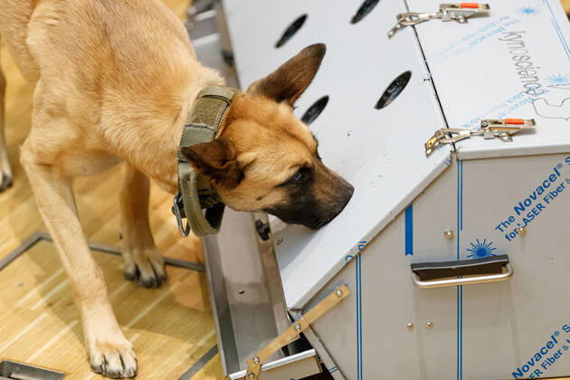 DEUTSCHLAND, NIEDERSACHSEN, HANNOVER, 03.02.2021 - Vorführung von Corona-Spürhunden zum Besuch des Niedersächsischen Ministerpräsidenten - Stiftung Tierärztliche Hochschule Hannover - Ein Belgischer Schäferhund, welcher als Corona-Spürhund dienen soll, erschnüffelt bei einer Vorführung an einer Test-Station die Corona-Proben. Der Besuch im Klinikum am Bünteweg der Stiftung Tierärztliche Hochschule, diente dem Niedersächsischen Ministerpräsidenten sich über die Möglichkeiten zum Einsatz von Spürhunden zu informieren, welche in der Corona-Pandemie infizierte Personen erkennen sollen. Dieses Forschungsprojekt geschieht unter Beteiligung der Bundeswehr.
