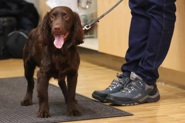 Niedersachsen, Hannover, 03.02.2021, Ministerpräsident Stephan Weil (SPD) informierte sich an der Tierärztlichen Hochschule (TiHo) über das Projekt Â«Corona-SpürhundeÂ». Die Hunde sind in der Lage Speichelproben von SARS-CoV-2-infizierter Menschen zu erkennen und könnten in Zukunft bei Veranstaltungen eingesetzt werden. Spürhund, Bundeswehr, Coronavirus, Covid-19, Cocker Spaniel Joe,
