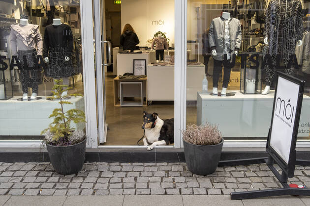 Ein Hund schaut aus einem leeren Bekleidungsgeschäft auf die sonst sehr belebte Einkaufsstraße Laugavegur in Reykjavik. Durch das Ausbleiben der vielen Touristen, haben viele Geschäfte in Reykjavik mit massiven Umsatzeinbußen zu kämpfen. Viele Geschäfte sind bereits geschlossen. A dog looks out of an empty clothing shop on the otherwise very busy shopping street Laugavegur in Reykjavik. Due to the absence of many tourists, many shops in Reykjavik are struggling with massive losses in sales. Many shops are already closed. Alltag in Reykjavik