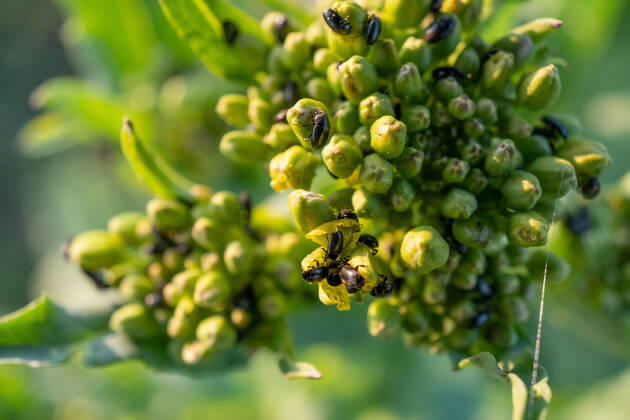 Rapsglanzkäfer Schädlinge im Rapsfeld Rapsglanzkäfer fressen sich in die Knospen hinein, um an ihre Nahrungzu gelangen. Hierdurch werden Knospen und Blüten zerstört. Münster Deutschland Copyright: xx