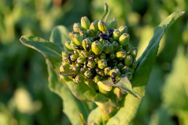 Rapsglanzkäfer Schädlinge im Rapsfeld Rapsglanzkäfer fressen sich in die Knospen hinein, um an ihre Nahrungzu gelangen. Hierdurch werden Knospen und Blüten zerstört. Münster Deutschland Copyright: xx
