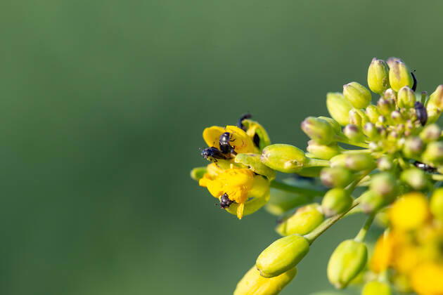 Rapsglanzkäfer Schädlinge im Rapsfeld Rapsglanzkäfer fressen sich in die Knospen hinein, um an ihre Nahrungzu gelangen. Hierdurch werden Knospen und Blüten zerstört. Münster Deutschland Copyright: xx