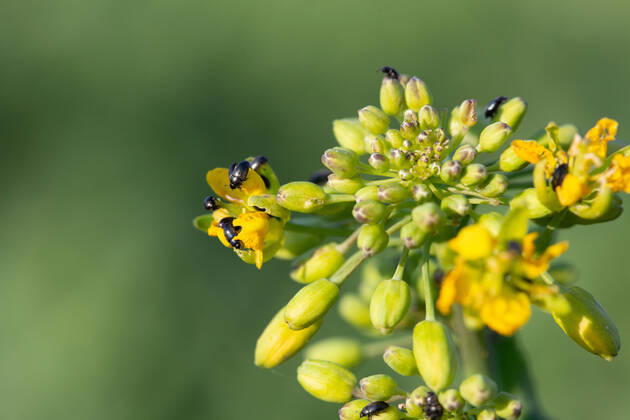 Rapsglanzkäfer Schädlinge im Rapsfeld Rapsglanzkäfer fressen sich in die Knospen hinein, um an ihre Nahrungzu gelangen. Hierdurch werden Knospen und Blüten zerstört. Münster Deutschland Copyright: xx