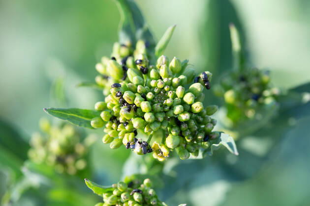 Rapsglanzkäfer Schädlinge im Rapsfeld Rapsglanzkäfer fressen sich in die Knospen hinein, um an ihre Nahrungzu gelangen. Hierdurch werden Knospen und Blüten zerstört. Münster Deutschland Copyright: xx