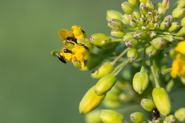 Rapsglanzkäfer Schädlinge im Rapsfeld Rapsglanzkäfer fressen sich in die Knospen hinein, um an ihre Nahrungzu gelangen. Hierdurch werden Knospen und Blüten zerstört. Münster Deutschland Copyright: xx